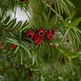 Zweig eines Eiben-Baumes