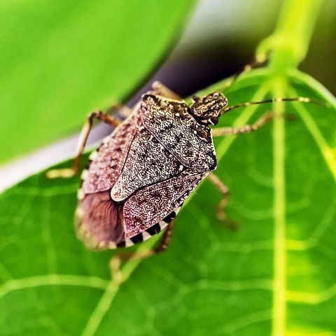 Schädlinge durch Klimawandel Schädlinge durch Klimawandel