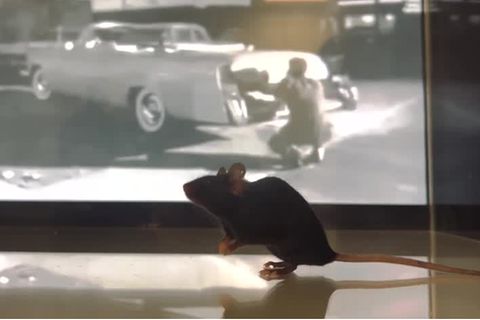 Neurowissenschaften: Forscher entschlüsseln Gedanken von Mäusen – warum das große Hoffnungen in der Medizin weckt