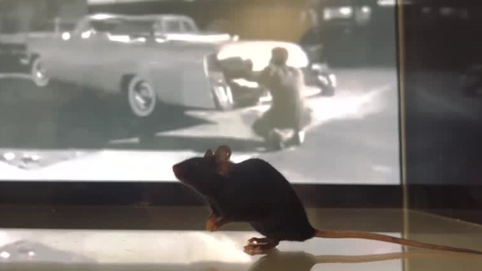 Neurowissenschaften: Forscher entschlüsseln Gedanken von Mäusen – warum das große Hoffnungen in der Medizin weckt