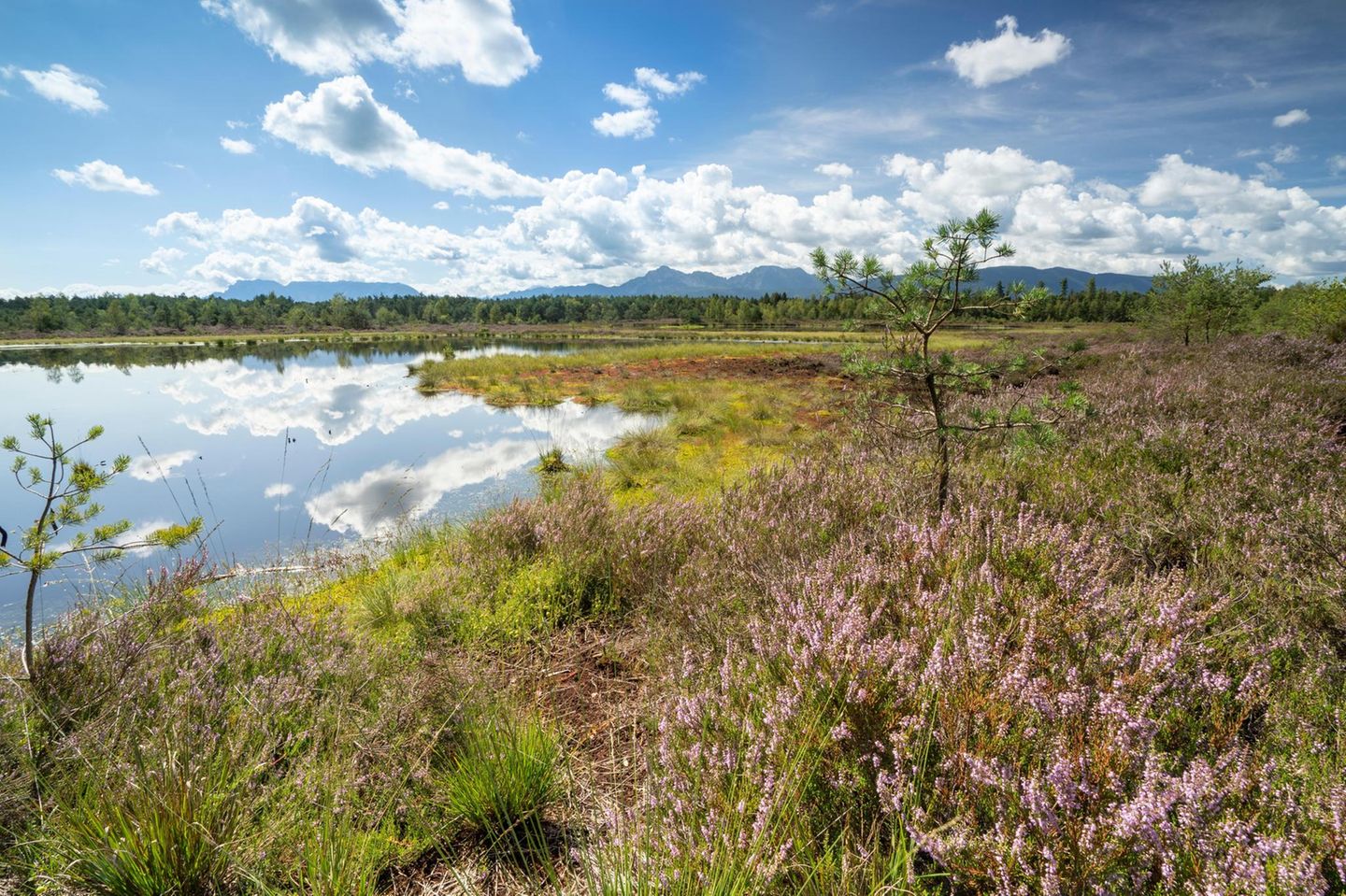 Wasser und schöne Grünfläche vor einer Bergkette und blauem Himmel Wasser und schöne Grünfläche vor einer Bergkette und blauem Himmel