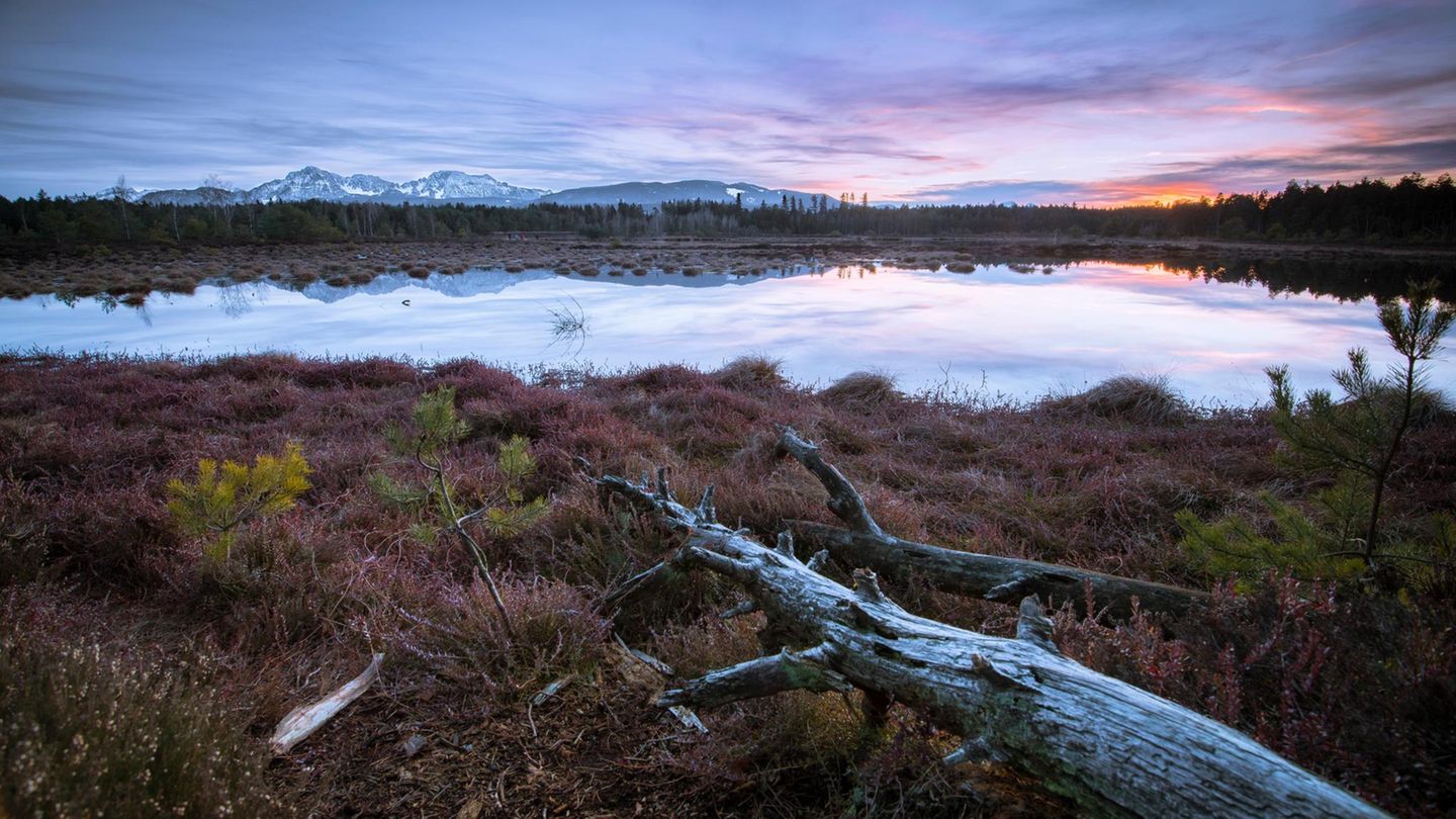Wet bogs are good for the climate.  Researcher explains the CO2 miracle