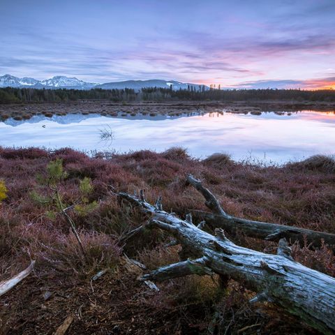 Moorlandschaft am Abend mit dunkelblauen, lila Himmel