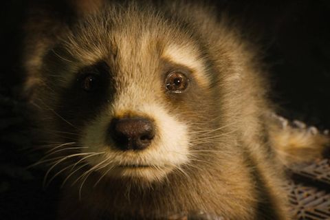 "Guardians of the Galaxy" wird von Peta ausgezeichnet