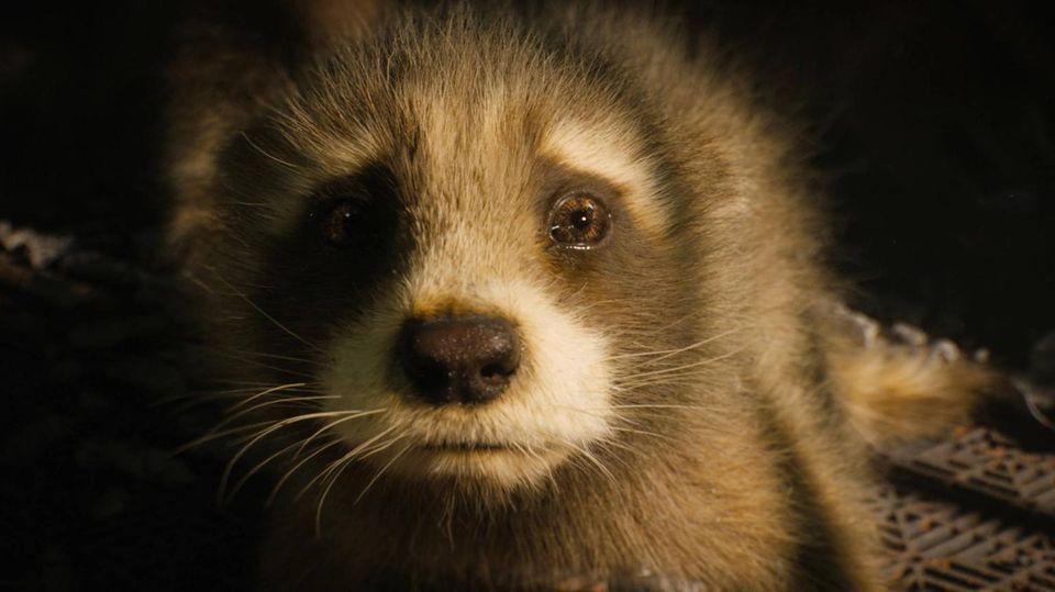"Guardians of the Galaxy" wird von Peta ausgezeichnet