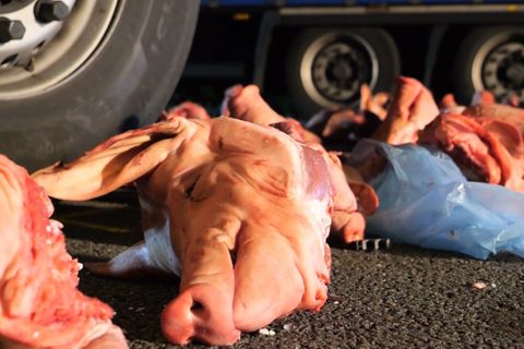 Ein mit Schweineköpfen beladener Lastwagen ist auf der A27 verunglückt
