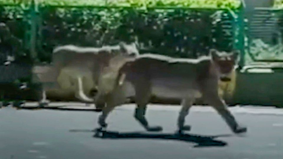 Löwenrudel streift durch Dorfstraße – dann kommt ein Stier Löwenrudel streift durch Dorfstraße – dann kommt ein Stier