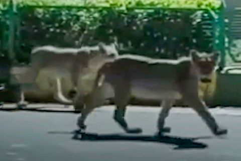 Löwenrudel streift durch Dorfstraße – dann kommt ein Stier