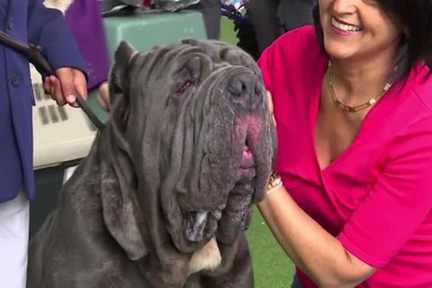 Video: Traditionsreiche Hundeschau: Laufsteg für Tier und Mensch