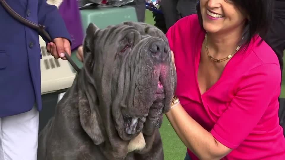 Video: Traditionsreiche Hundeschau: Laufsteg für Tier und Mensch