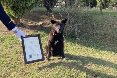 Hund Koume mit seiner Urkunde