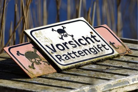 Der Musiker soll Rattengift mit den Wirkstoff Brodifacoum genutzt haben