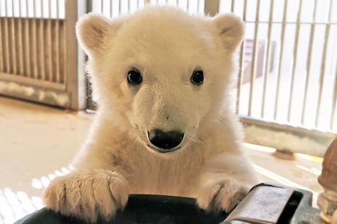 Tierpark Hagenbeck Eisbär Baby