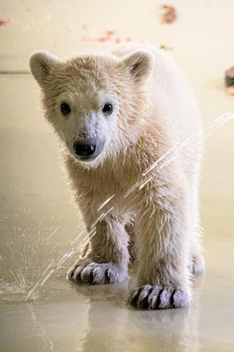 Das Eisbären-Baby im Tierpark Hagenbeck