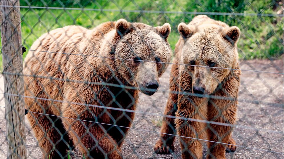 Bären stehen im Gnadenhof für Bären in Bad Füssing