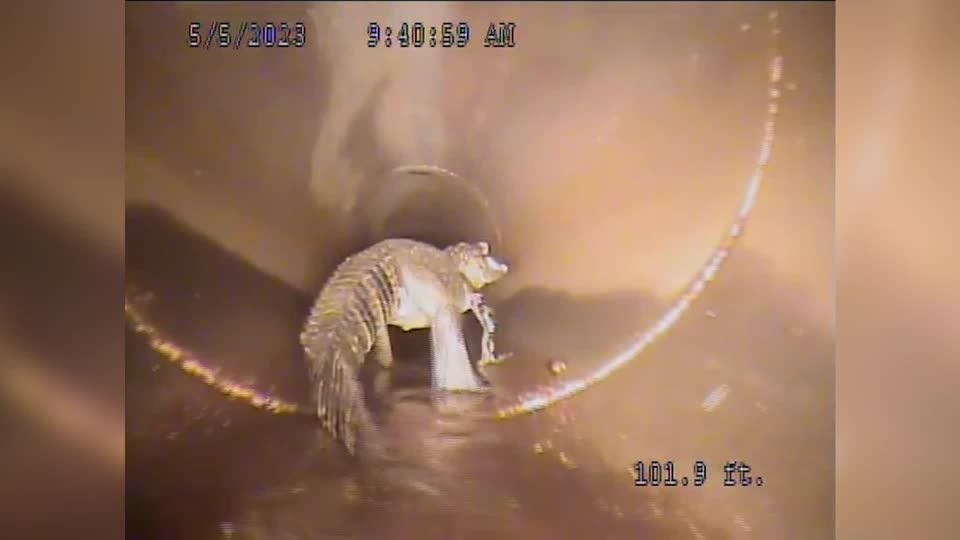Video: Roboter trifft Alligator
