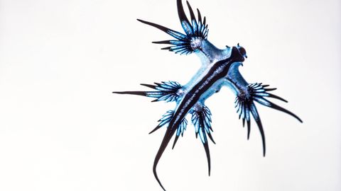 Das Meerestier mit der Bezeichnung "Blauer Drache" wurde in Spanien gesichtet