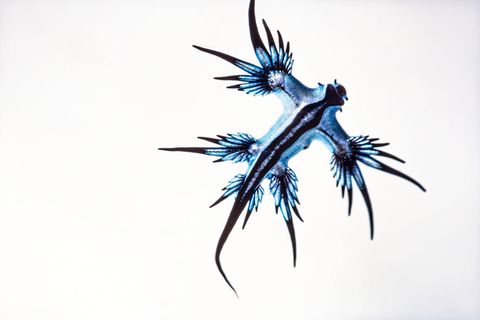 Das Meerestier mit der Bezeichnung "Blauer Drache" wurde in Spanien gesichtet