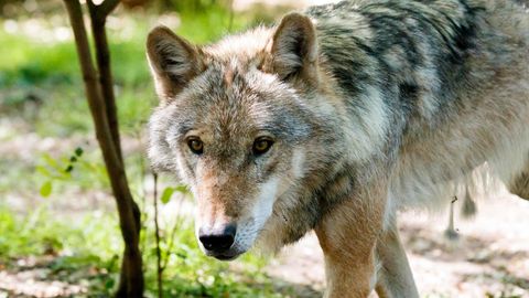 Wolf in einem Wald