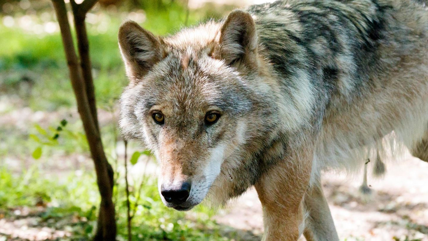 Wolf in einem Wald