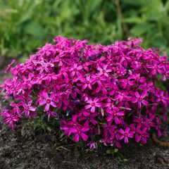 Magenta phlox subulatieren Blüten im Garten