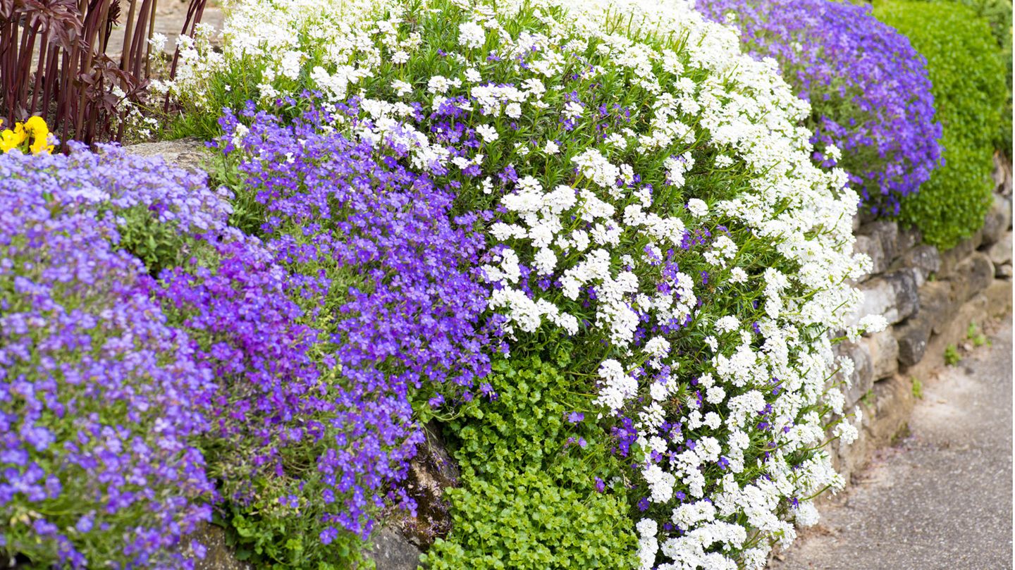 Weiße und blaue Kissenblumen blühen an einer Gartenmauer