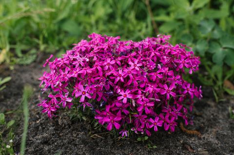 Magenta phlox subulatieren Blüten im Garten