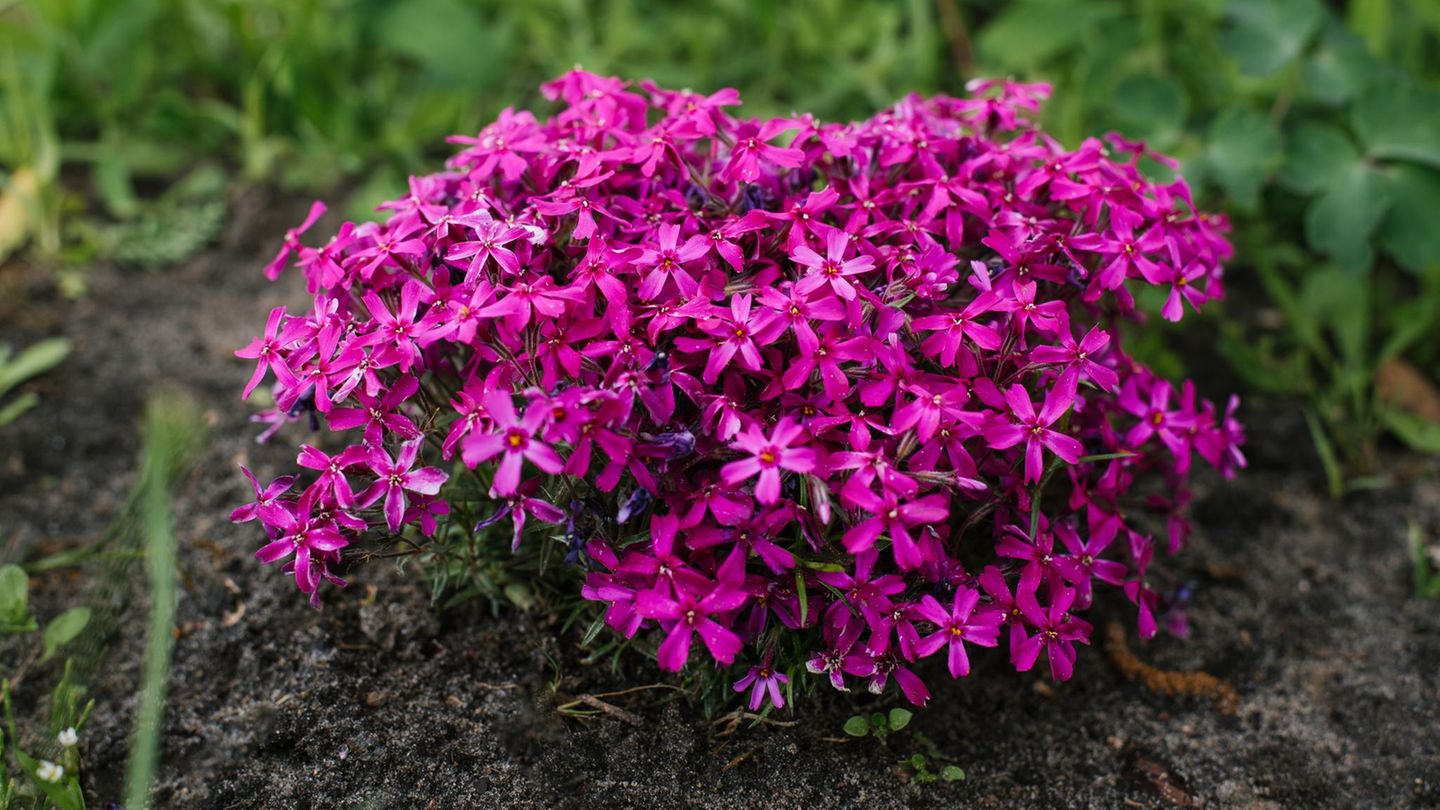 Magenta phlox subulatieren Blüten im Garten