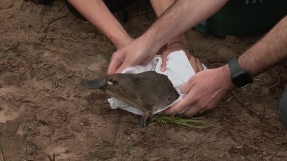 Video: Ein Schnabeltier zieht um