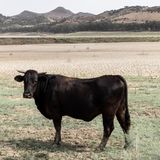 "Reiseführer zu den Wüsten Italiens": Schwarze Kuh auf trockener Wiese