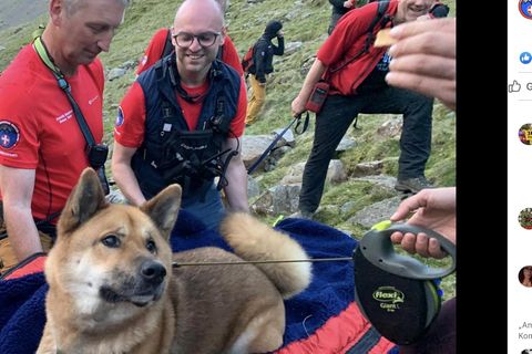 Hund Rocky nach der Rettung von Englands höchstem Berg