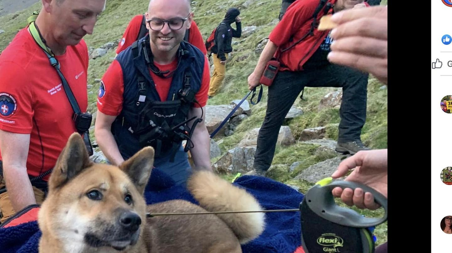 Hund Rocky nach der Rettung von Englands höchstem Berg
