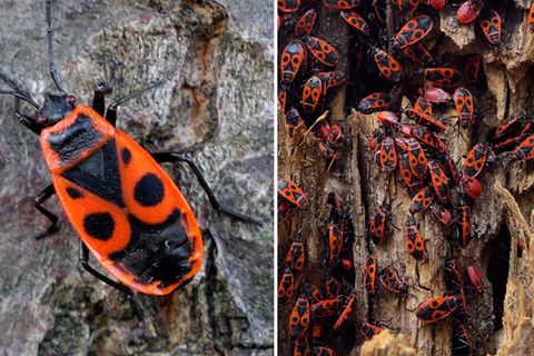 Feuerwanzen im Garten – sind die rot-schwarzen Insekten giftig oder harmlos?