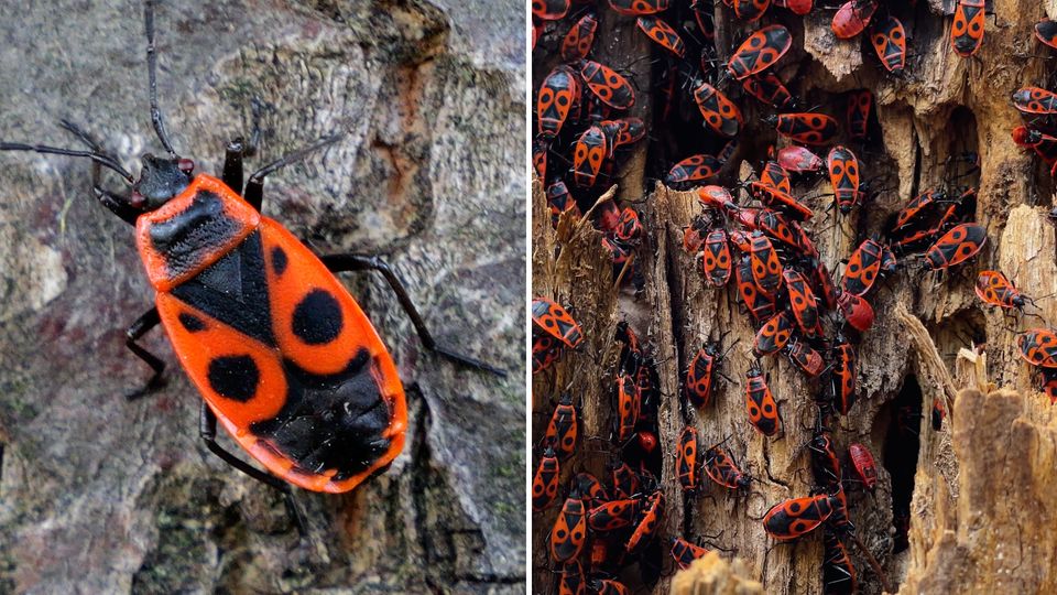 Feuerwanzen im Garten – sind die rot-schwarzen Insekten giftig oder harmlos?