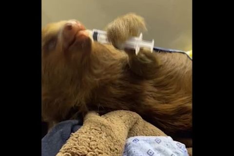 Video: Als Faultier auch mal faul sein dürfen