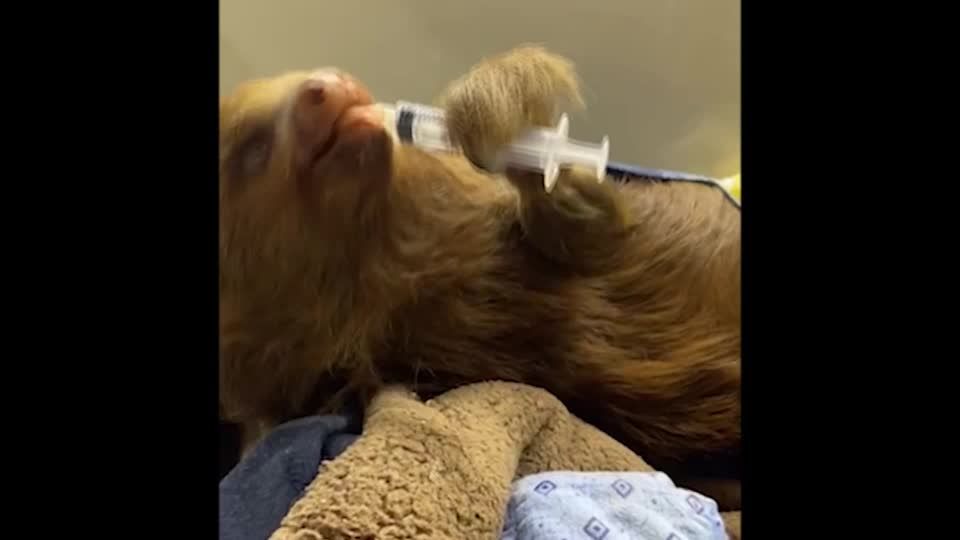 Video: Als Faultier auch mal faul sein dürfen