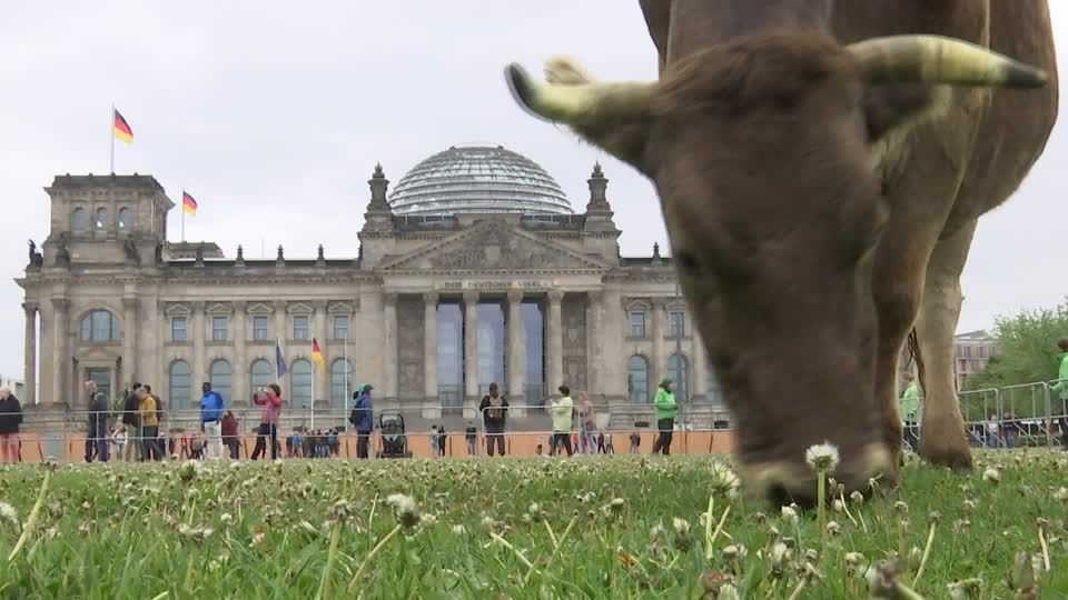 Video: Wenn Kühe vor dem Reichstag grasen: Greenpeace will mehr Weidehaltung