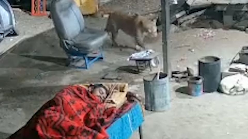 Lautloser Killer: Mann und Hund schlafen in Garage – dann schlägt ein Leopard zu Lautloser Killer: Mann und Hund schlafen in Garage – dann schlägt ein Leopard zu