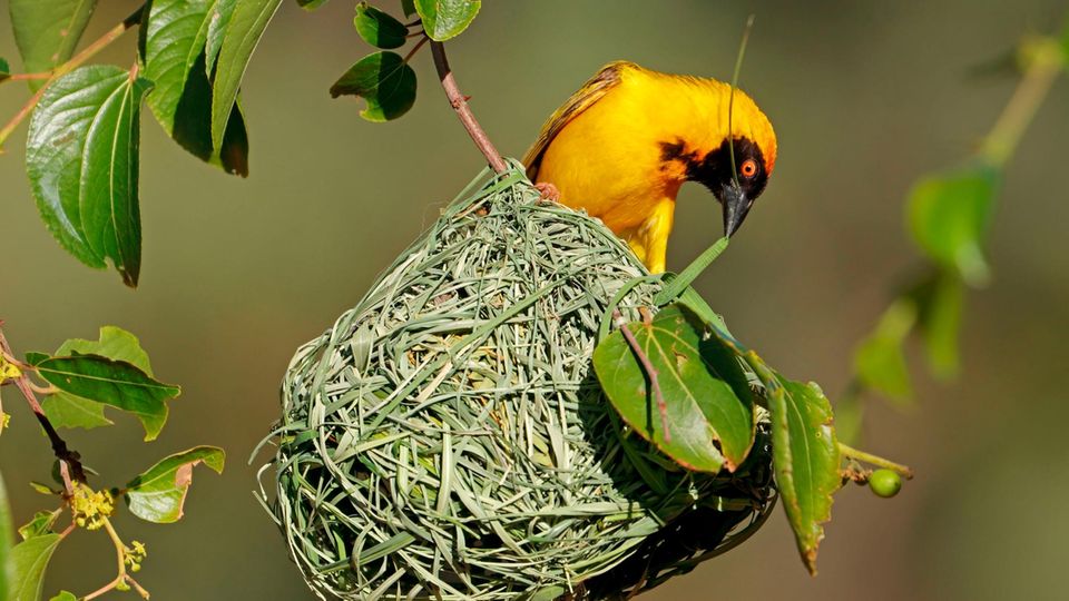 Viele Vögel verfügen über extrem leistungsfähige Gehirne, die sie etwa dazu befähigen, überaus kunstvolle Nester zu bauen – wie der Cabanisweber, der hauptsächlich in Afrika lebt