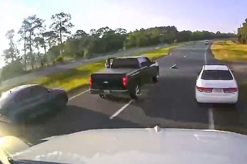 Extrem langsamer "Wildwechsel": Schildkröte löst Massenkarambolage in Florida aus