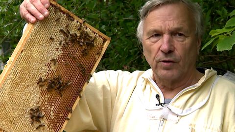 Bienenkiller aus Deutschland – Giftexporte töten Millionen Bienen