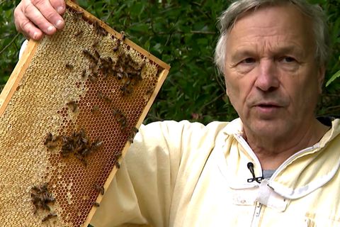 Bienenkiller aus Deutschland – Giftexporte töten Millionen Bienen