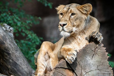 Löwin im Tiergarten Nürnberg