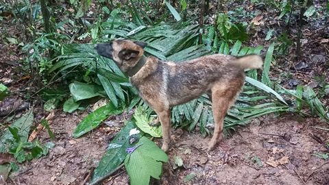 Ein Suchhund steht im Dschungel von Kolumbien