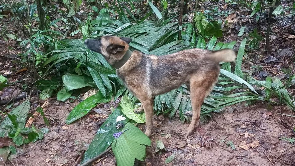 Ein Suchhund steht im Dschungel von Kolumbien