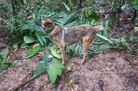 Ein Suchhund steht im Dschungel von Kolumbien