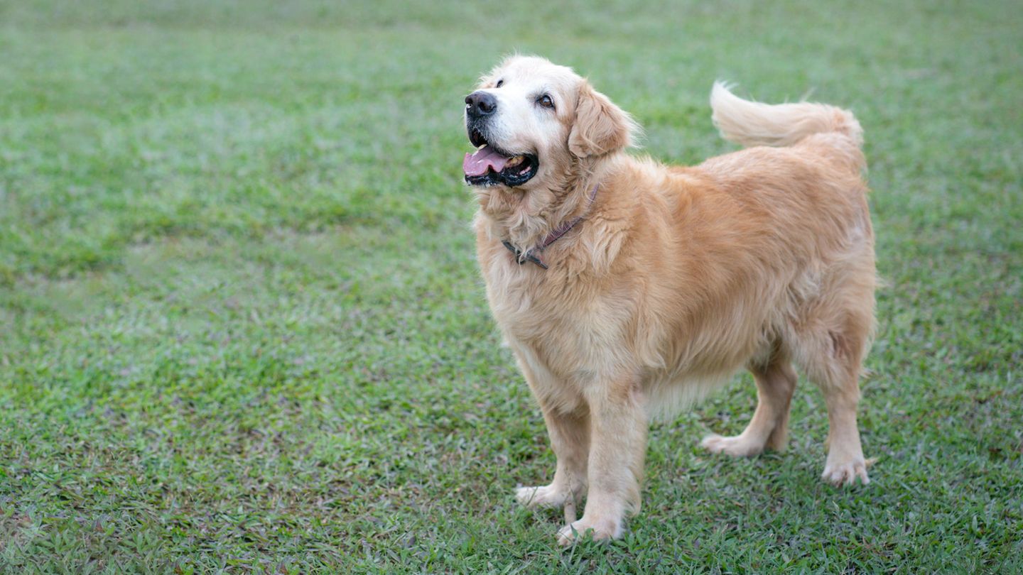 Hund läuft nach Hause