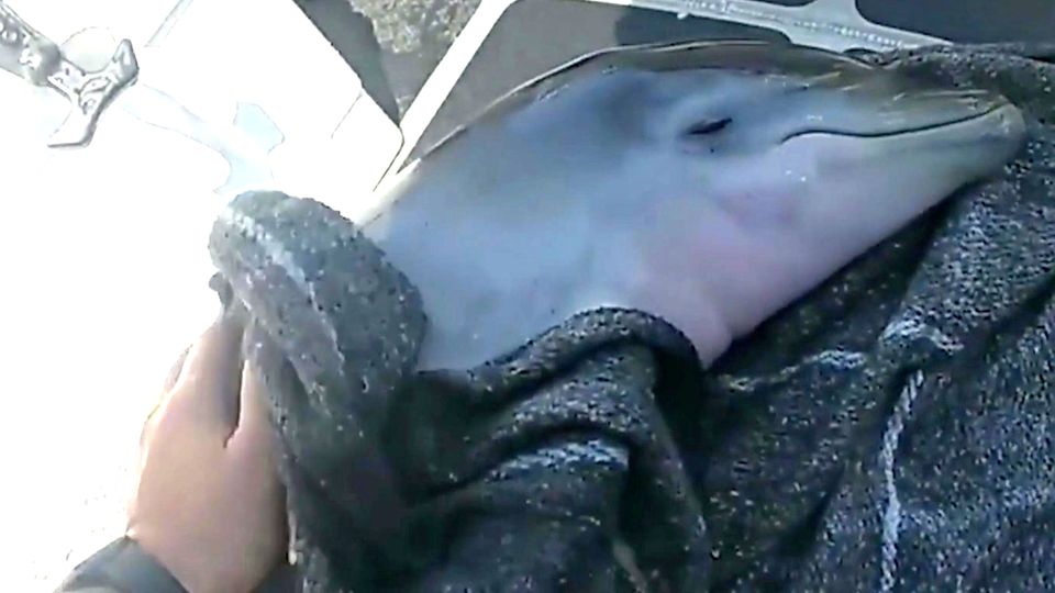 Delfin-Baby in Not: Polizist rettet junges Tier vor der Küste Floridas