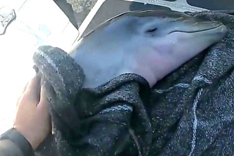 Delfin-Baby in Not: Polizist rettet junges Tier vor der Küste Floridas