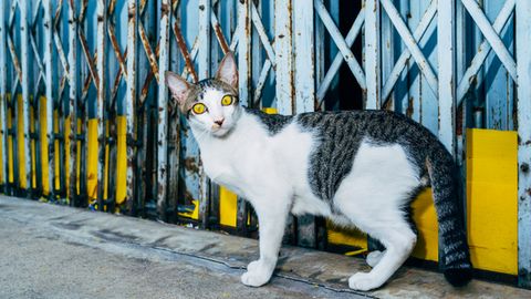 1 Katze Bangkok Nikita Teryoshin